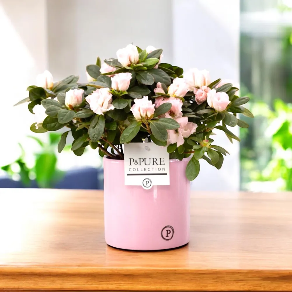 Ghiveci ceramic roz lucios Essential Shiny Pink D13