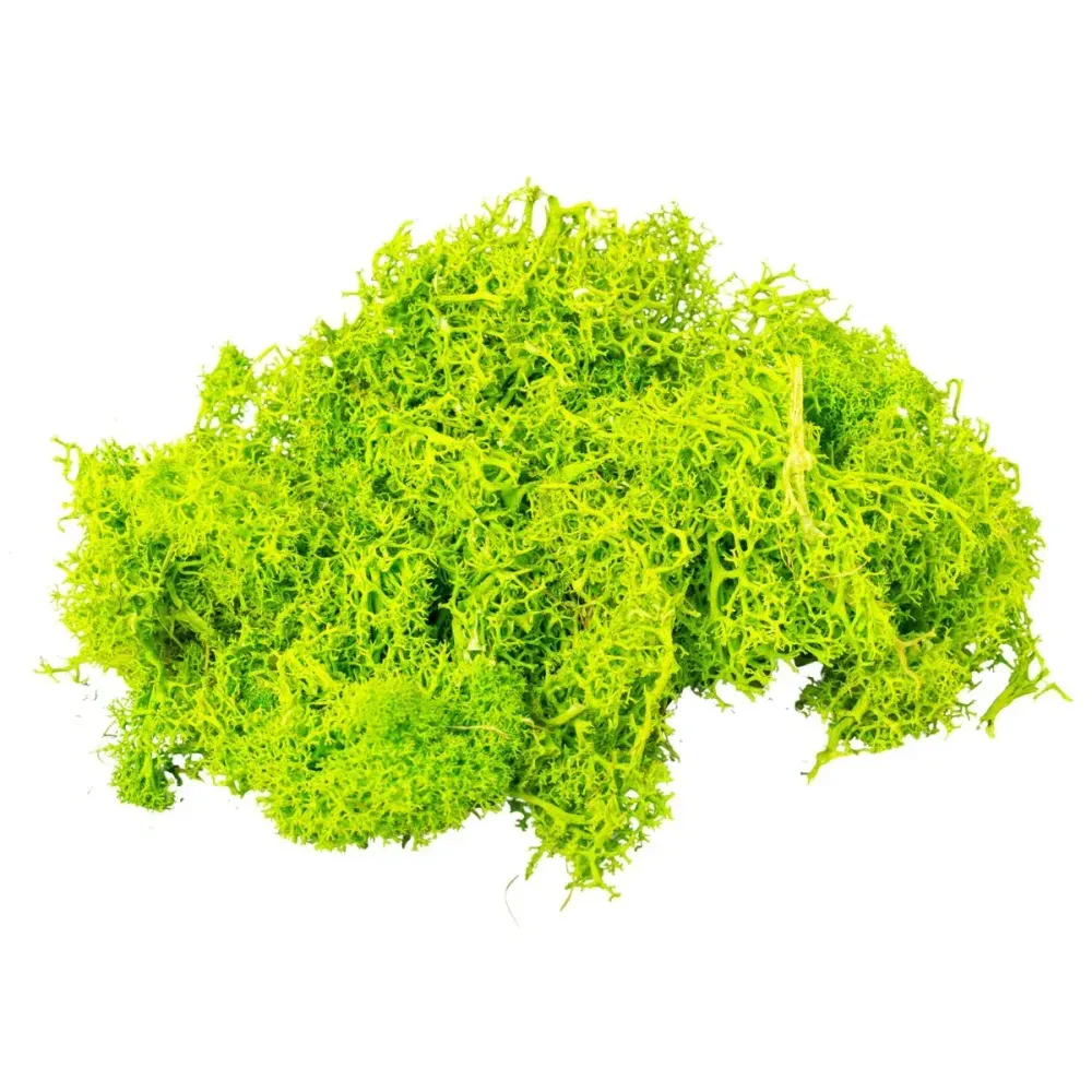 Licheni Premium naturali, stabilizati, Naimeed D6564, pentru decoratiuni hand made, biodegradabili, 500g