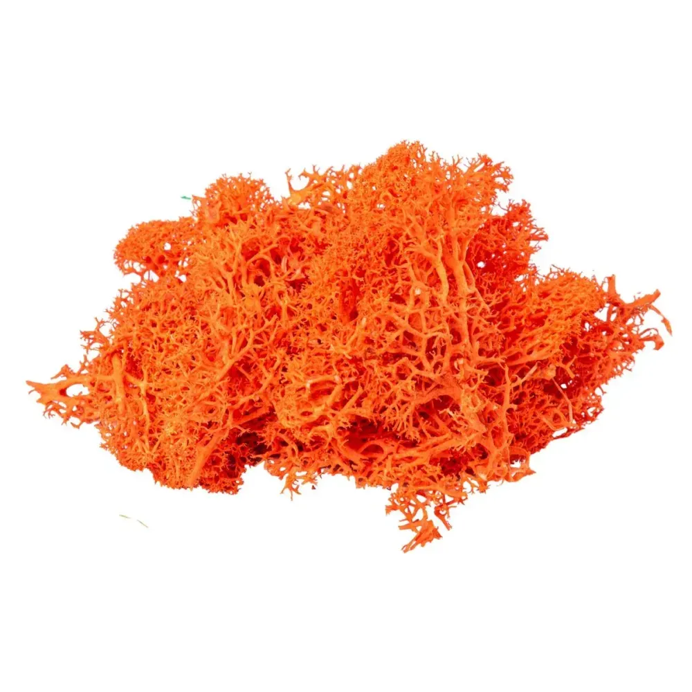 Licheni Premium naturali, stabilizati, Naimeed D6569, pentru decoratiuni hand made, biodegradabili, 500g