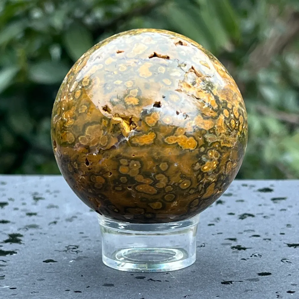 Sfera jasp ocean model 5