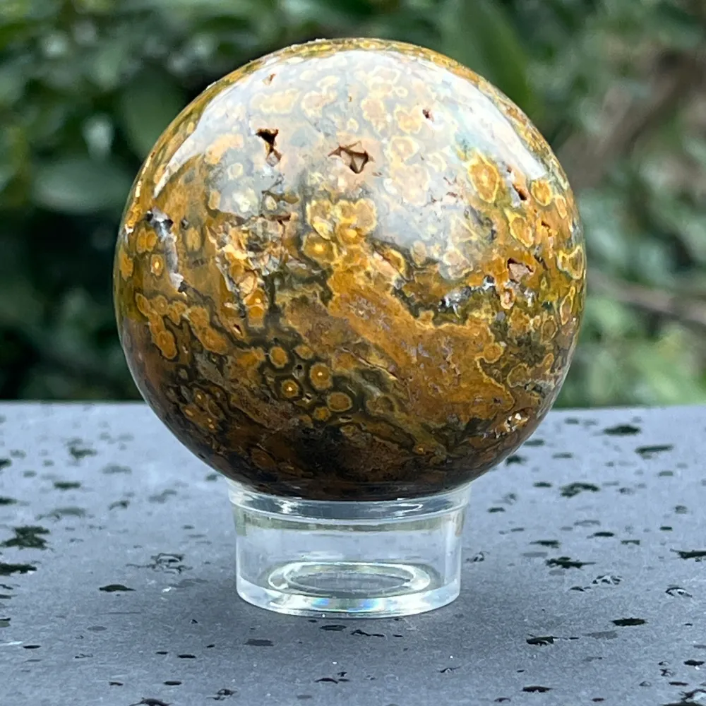 Sfera jasp ocean model 5