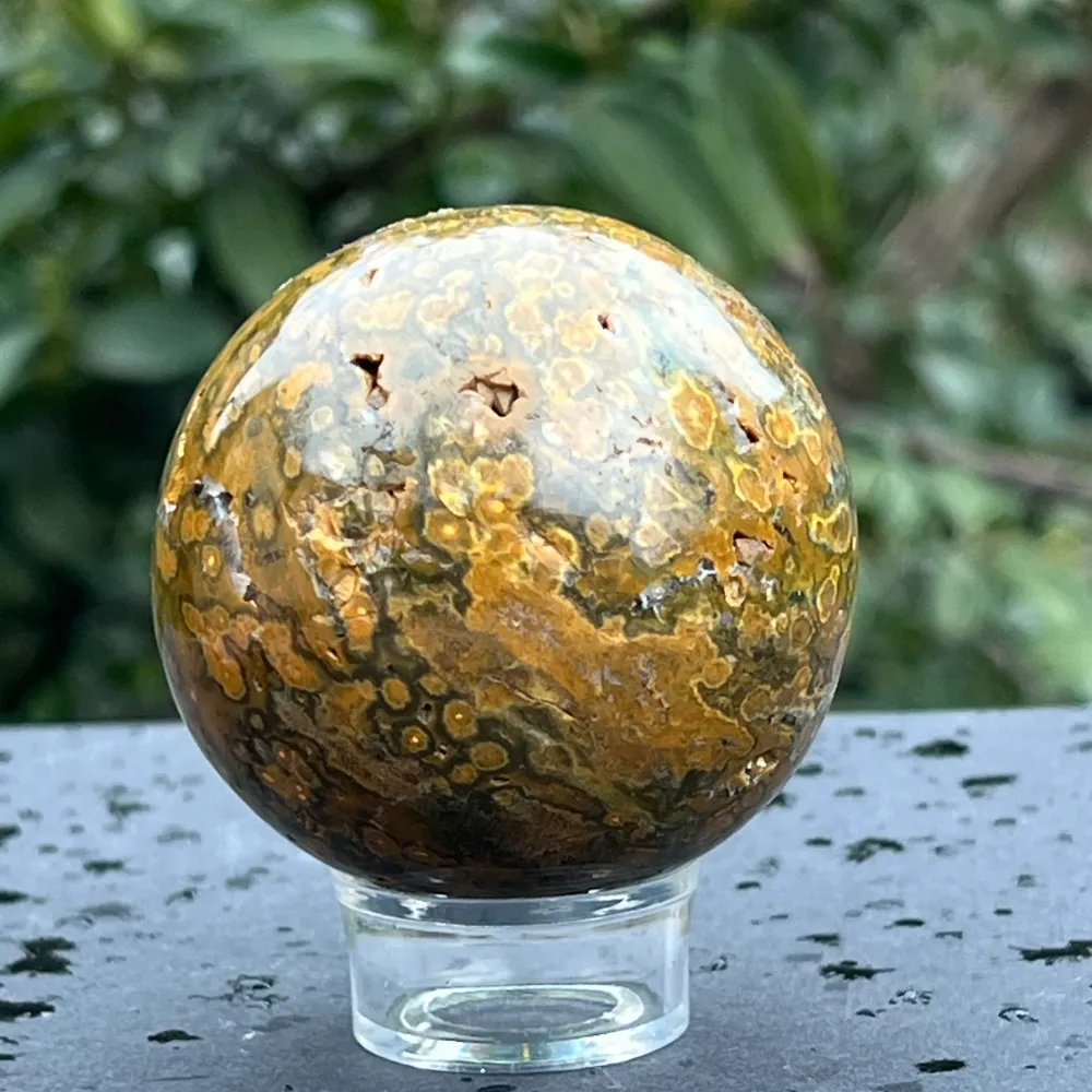 Sfera jasp ocean model 5