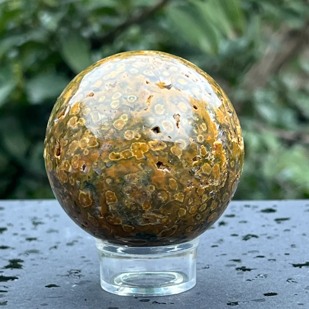 Sfera jasp ocean model 5