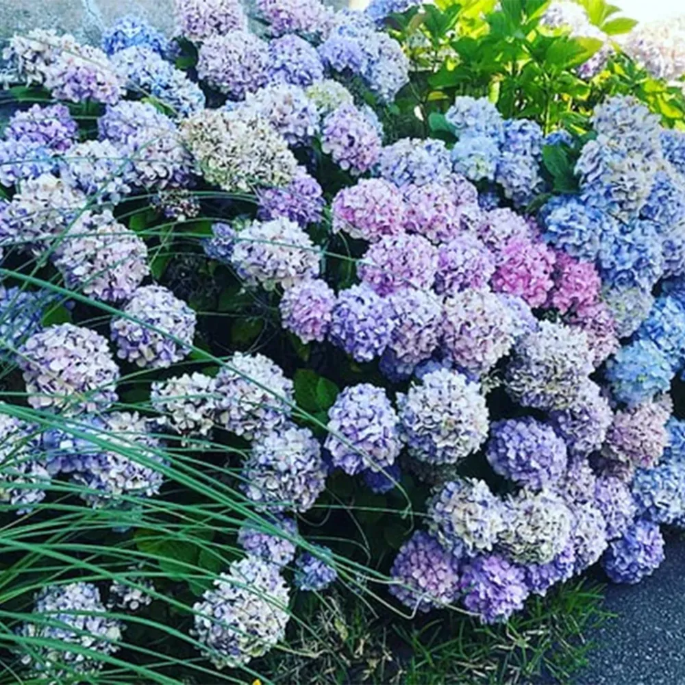 HYDRANGEAS BLUE Difuzor parfum cameră